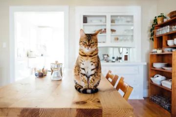 kitchen-cat